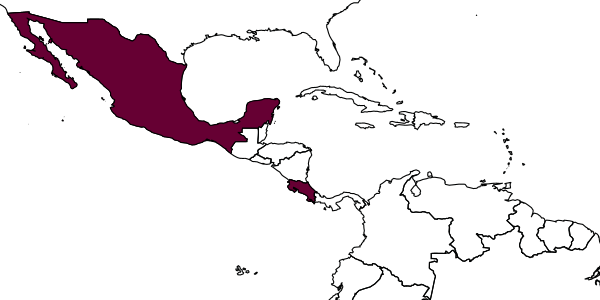 map of Chrysonotomyia acutangula     Hansson, 2004